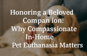 Honoring a Beloved Companion: Why Compassionate In-Home Pet Euthanasia Matters